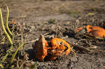 Rotting Pumpkin, From CreativeCommonsPhoto