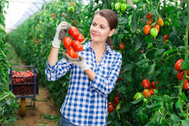 vine ripe tomatoes