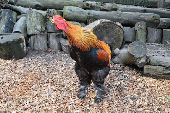 Feather foot chicken, From FlickrPhotos