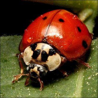 LadyBug, bearer of good luck., From CreativeCommonsPhoto LadyBug, bearer of good luck., From CreativeCommonsPhoto