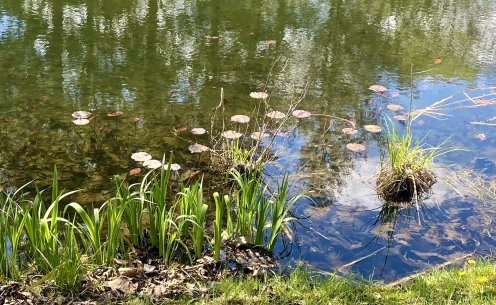 The pond into which the frog plopped., From Uploaded The pond into which the frog plopped., From Uploaded